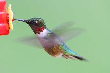hummingbird