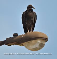 blackvulturestreetlight
