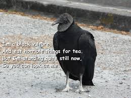 blackvulturetea