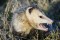 angrypossum2