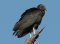 BirdofPrey_black-vulture