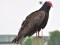 turkey_vulture_1